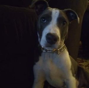 Meet your Posher, Darron